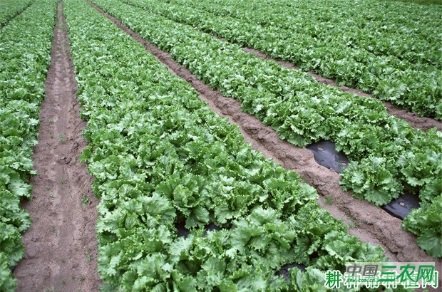 怎么样的环境适宜种植生菜？