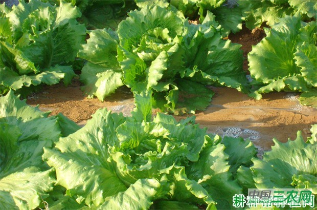 怎么样的环境适宜种植生菜？