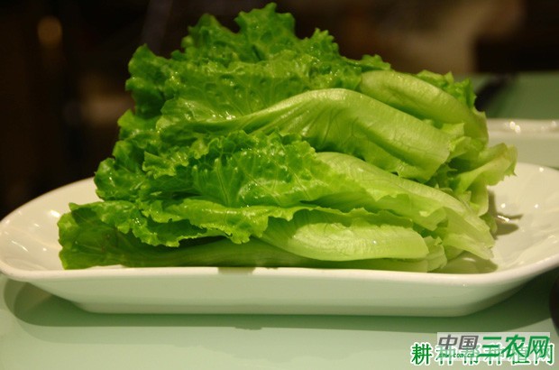 生菜有哪些营养成分？