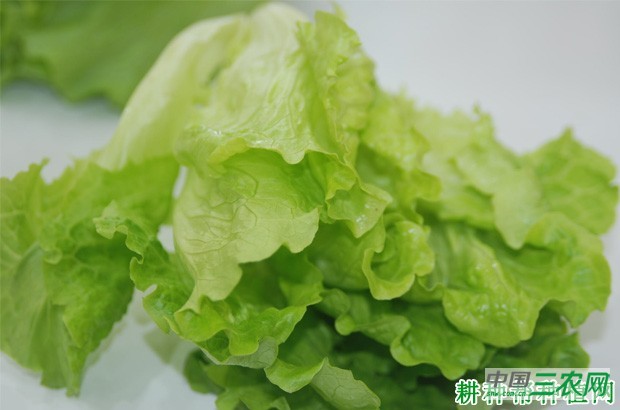 生菜有哪些营养成分？