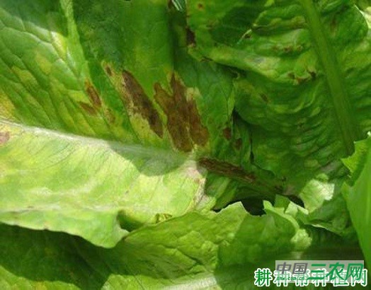 莴笋褐斑病如何防治？