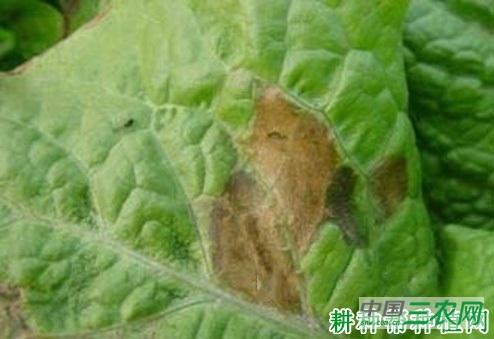 莴笋褐斑病如何防治？