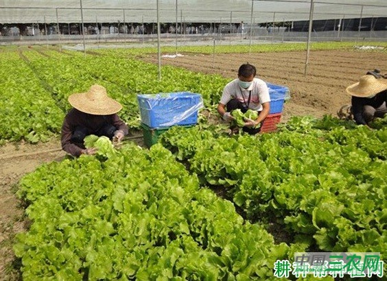生菜怎么样收获？