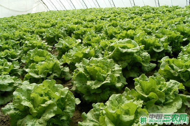 生菜怎么样收获？