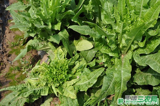 莴笋病毒病如何防治？