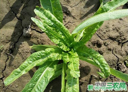 莴笋病毒病如何防治？