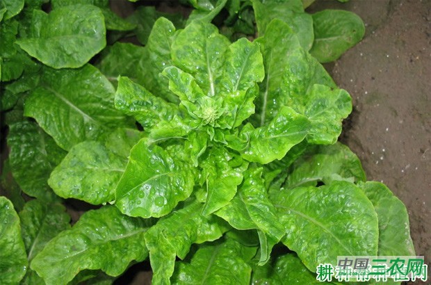 莴笋病毒病如何防治？