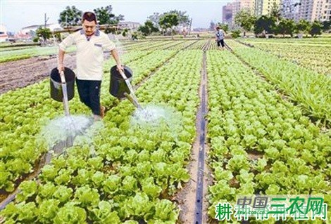 种植生菜怎么浇水？