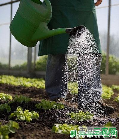 种植生菜怎么浇水？