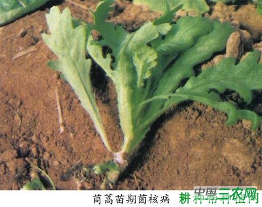 茼蒿菌核病如何防治？