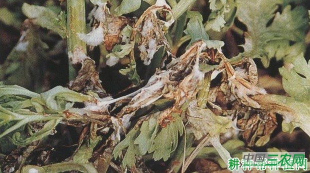 茼蒿菌核病如何防治？