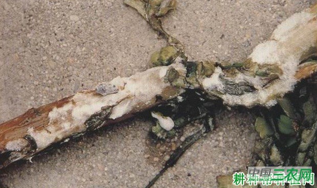 茼蒿菌核病如何防治？