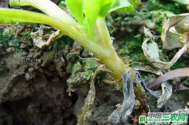 茼蒿立枯病如何防治？