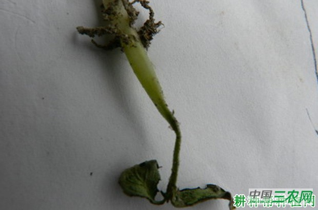 茼蒿立枯病如何防治？