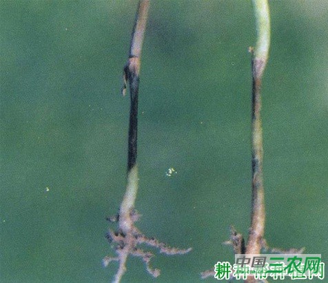 茼蒿立枯病如何防治？