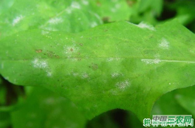 莴笋白粉病如何防治？
