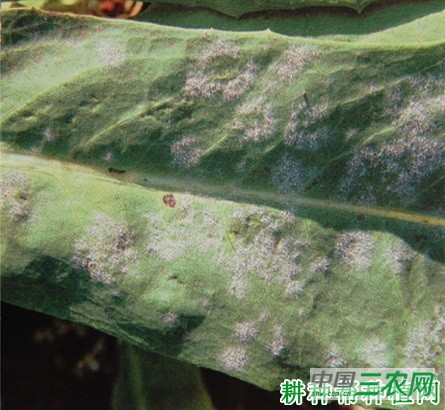 莴笋白粉病如何防治？