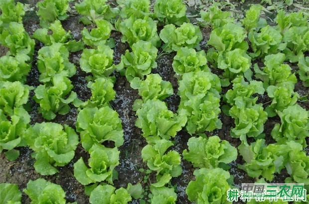 种植生菜怎么施肥？