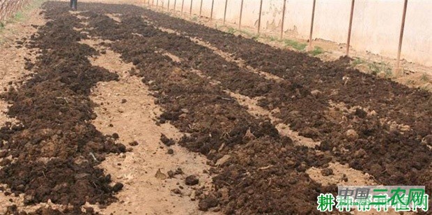 种植生菜怎么施肥？