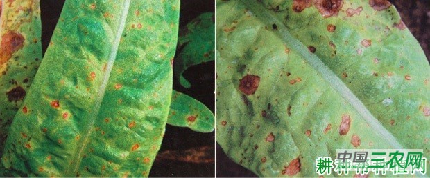 莴笋轮纹病如何防治？