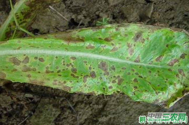 莴笋轮纹病如何防治？