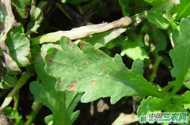 茼蒿叶斑病如何防治？