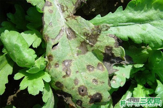 茼蒿叶斑病如何防治？