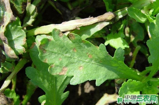 茼蒿叶斑病如何防治？