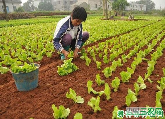 生菜苗怎么样移栽定植？