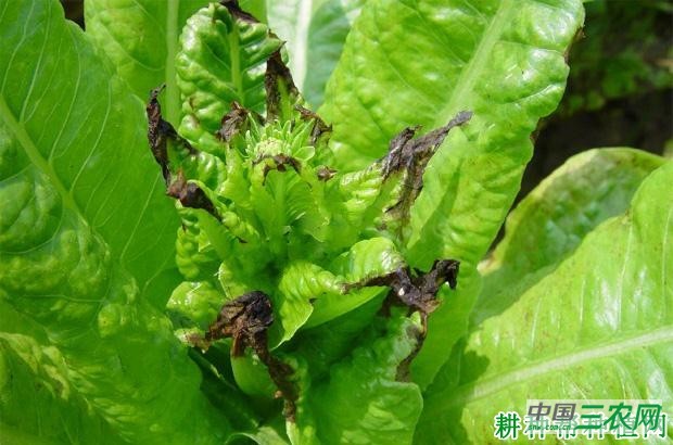 莴笋叶焦病如何防治？