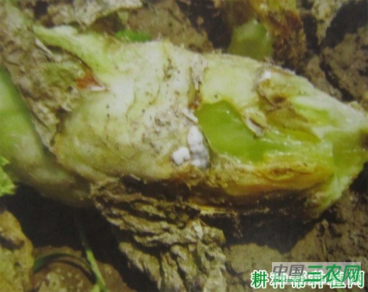 莴笋菌核病如何防治？