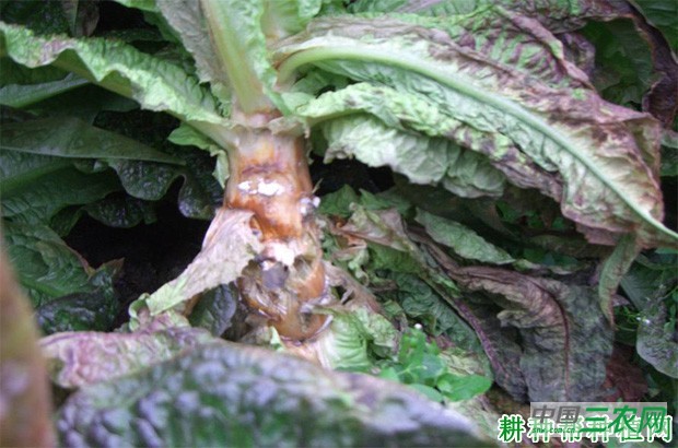 莴笋菌核病如何防治？