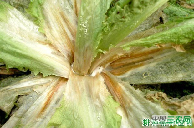 莴笋菌核病如何防治？