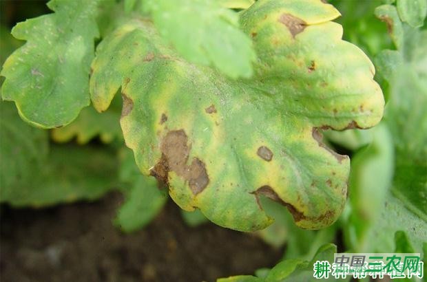 茼蒿霜霉病如何防治？