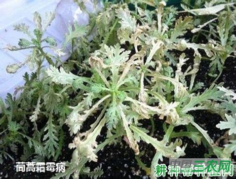 茼蒿霜霉病如何防治？