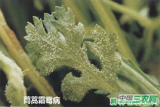 茼蒿霜霉病如何防治？