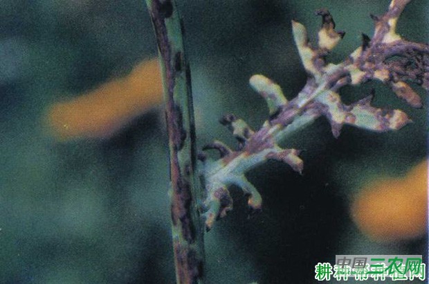 茼蒿炭疽病如何防治？