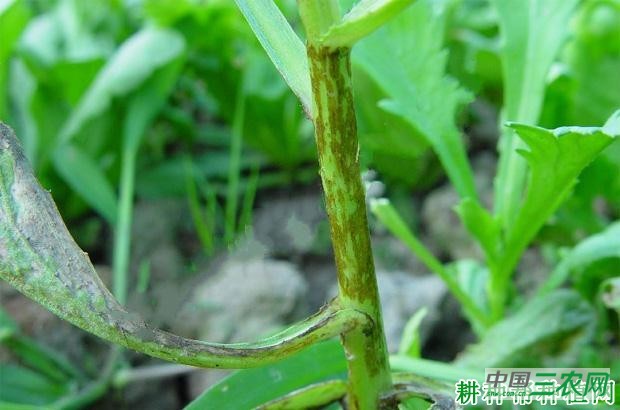 茼蒿炭疽病如何防治？