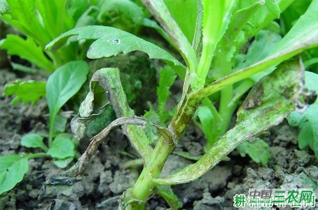 茼蒿炭疽病如何防治？