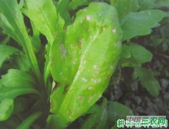 茼蒿炭疽病如何防治？