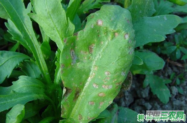 茼蒿炭疽病如何防治？