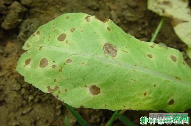 莴笋黑斑病如何防治？