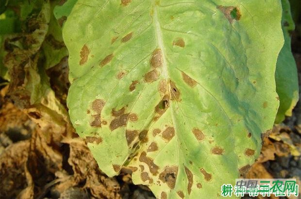 莴笋黑斑病如何防治？