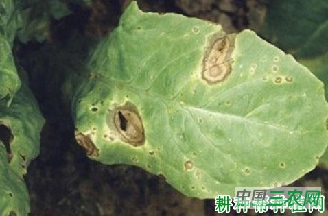 莴笋黑斑病如何防治？