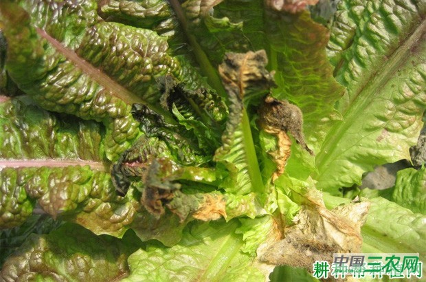 莴笋灰霉病如何防治？