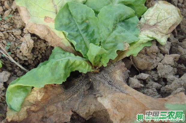 莴笋灰霉病如何防治？
