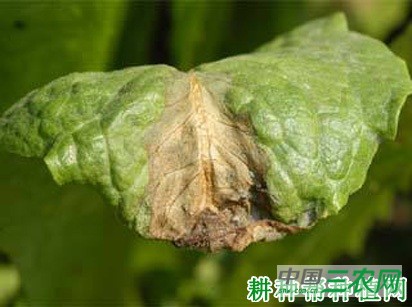 莴笋灰霉病如何防治？