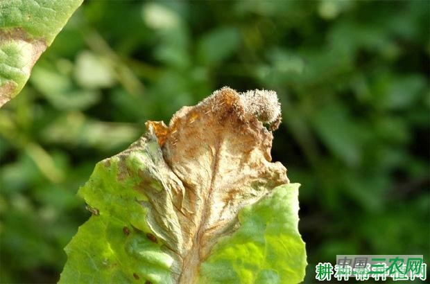 莴笋灰霉病如何防治？