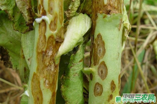 莴笋轮斑病如何防治？