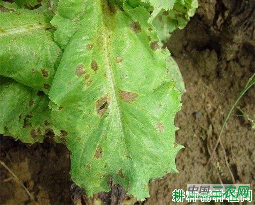 莴笋轮斑病如何防治？